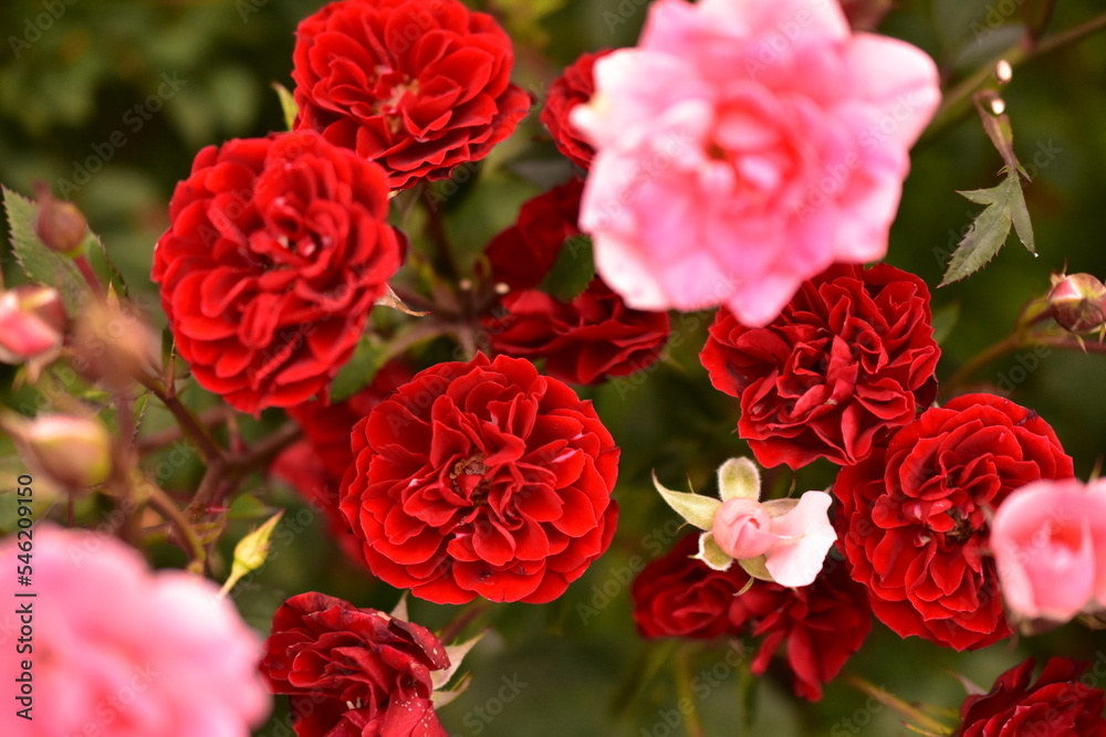 薔薇 上から見た 薔薇 上から見た