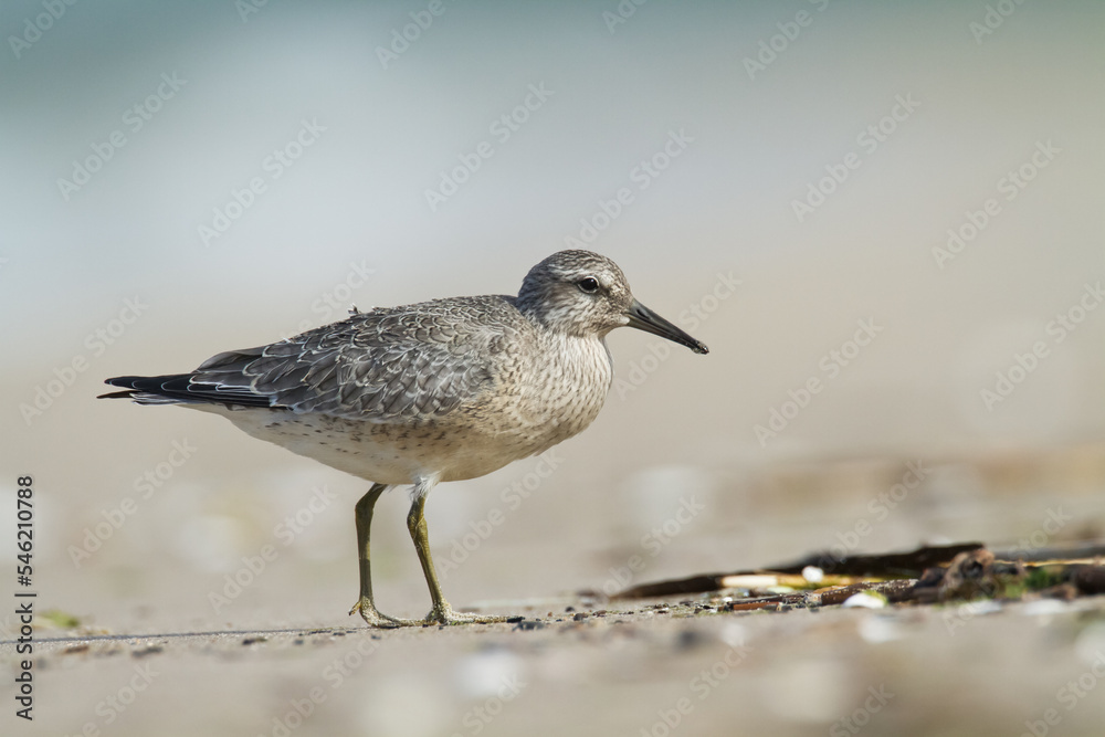 Shorebird - juvenile Calidris canutus, Red Knot on the Baltic Sea shore, migratory bird Poland Europe Shorebird - juvenile Calidris canutus, Red Knot on the Baltic Sea shore, migratory bird Poland Europe