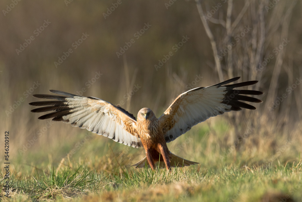 Obraz premium Flying Birds of prey Marsh harrier Circus aeruginosus, hunting time Poland Europe