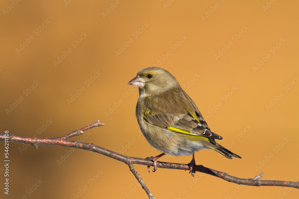 European greenfinch Chloris chloris or common greenfinch songbird winter time blurred background