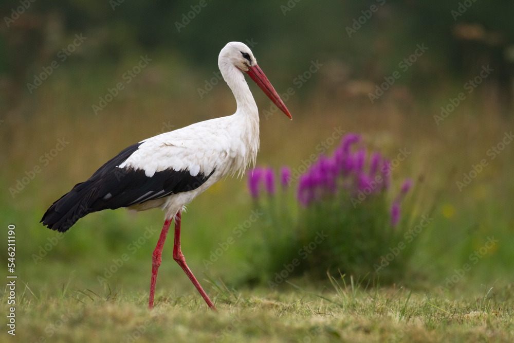 Bird White Stork Ciconia ciconia hunting time summer in Poland Europe Bird White Stork Ciconia ciconia hunting time summer in Poland Europe