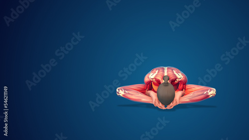 3D human Baddha Konasan or Bound Angle variation yoga pose on blue background photo