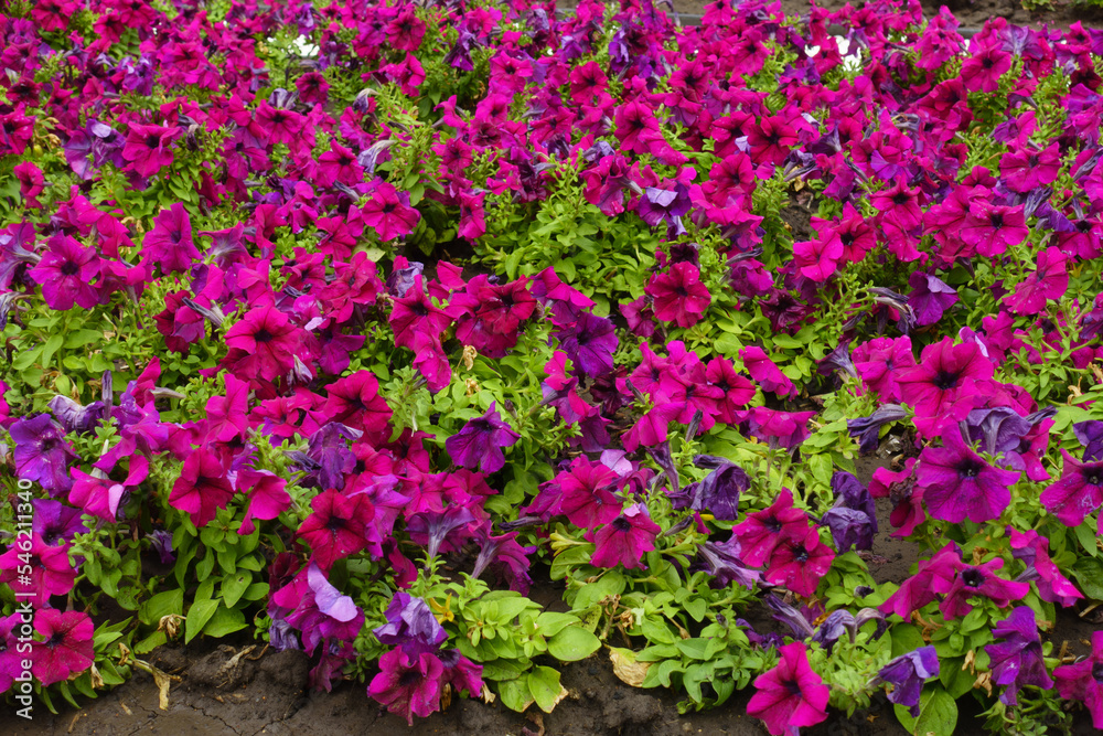 Dark magenta colored flowers of petunias in July