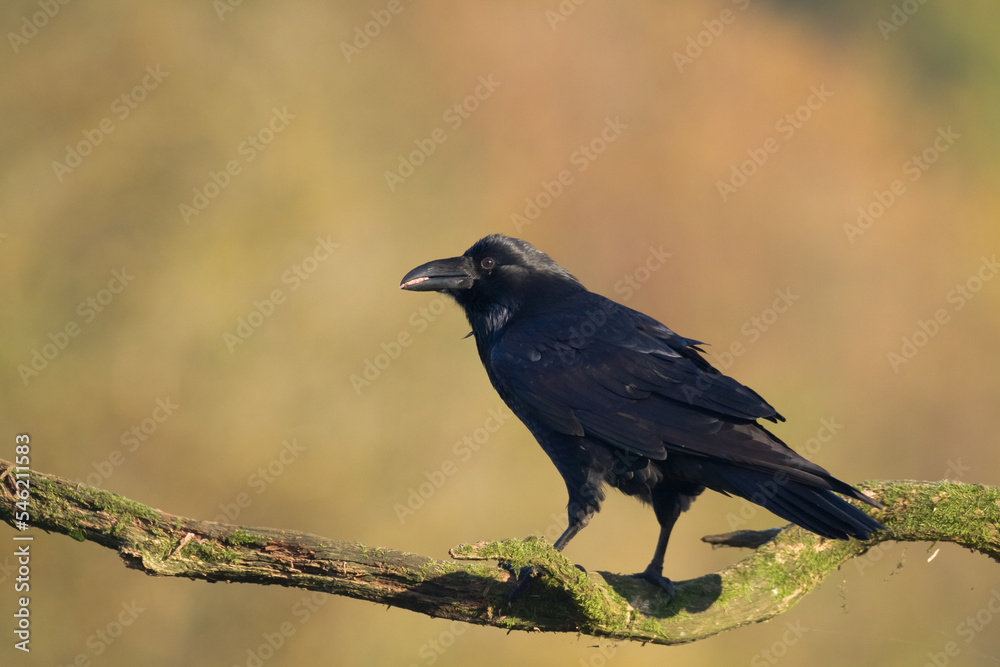Bird Common Raven Corvus corax, dark style big black scary bird Bird Common Raven Corvus corax, dark style big black scary bird