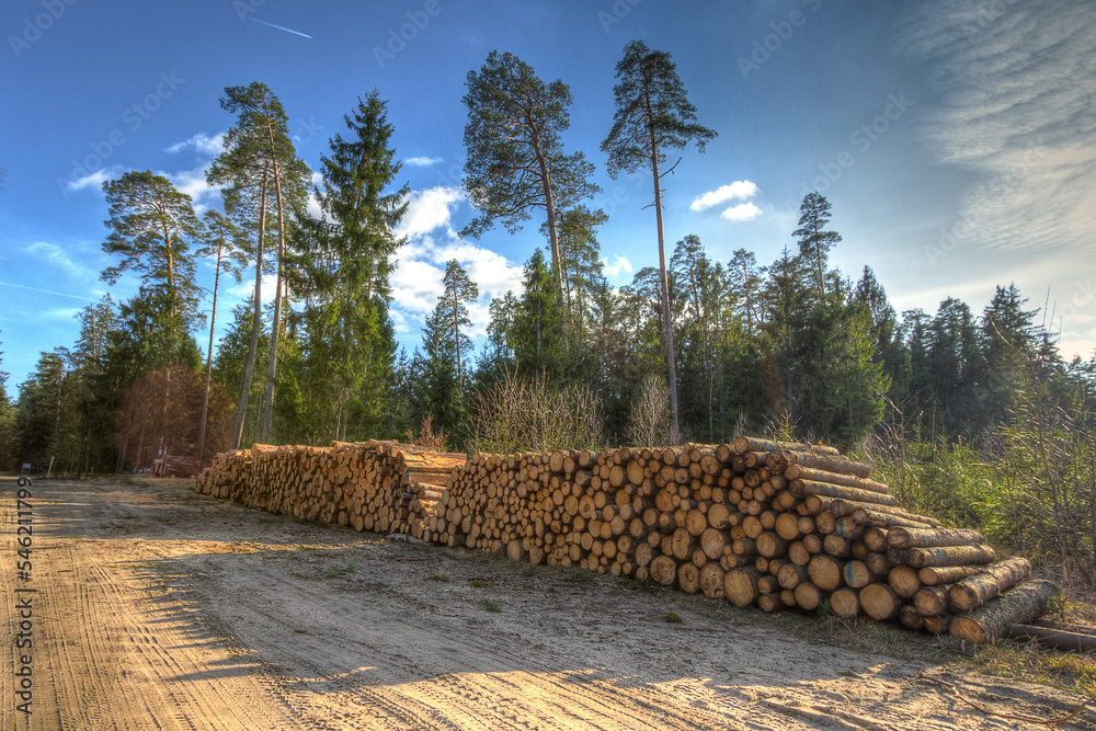 landscape forest in autumn sunny day, clouds in the blue sky, Poland Europe, a pile of cut wood stacked by a forest road