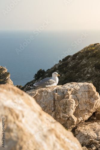 Seagull on a stone on top of a mountain