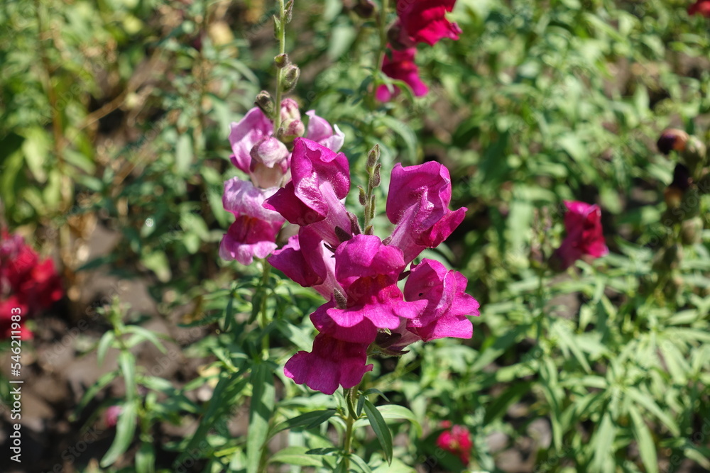 Crimson pink flowers of Antirrhinum majus in mid July