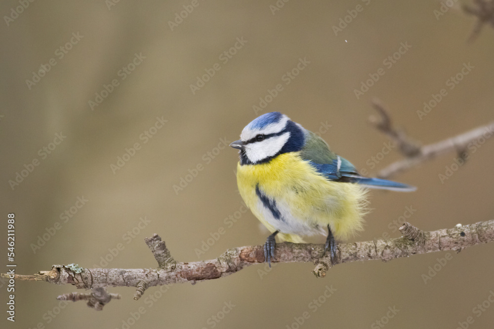 Bird - Blue Tit Cyanistes caeruleus perched on tree