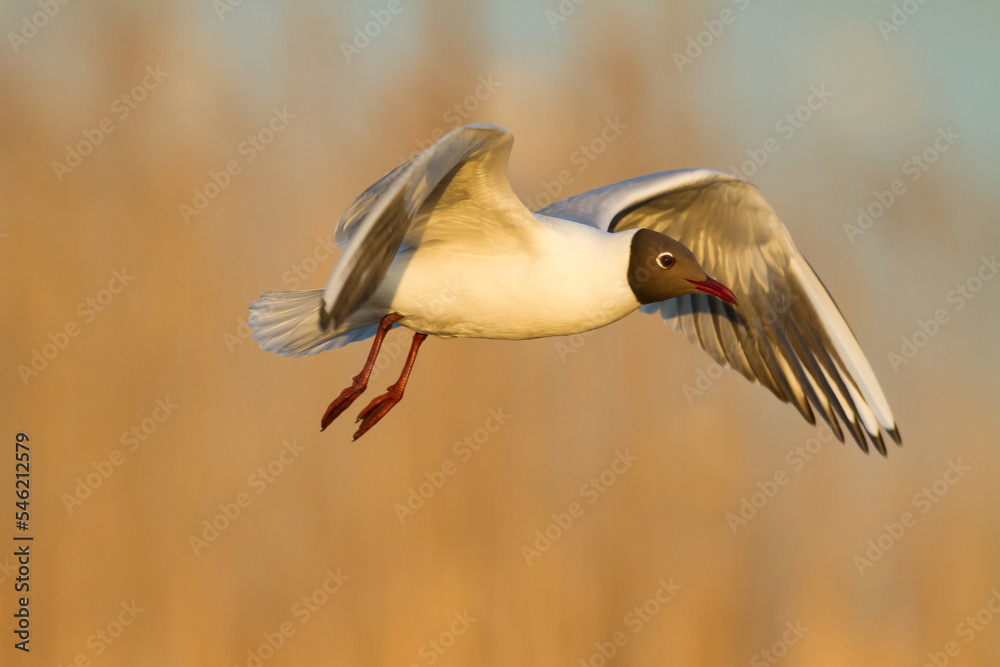 Fototapeta premium Bird black-headed gull Chroicocephalus ridibundus in flight spring time Poland, Europe