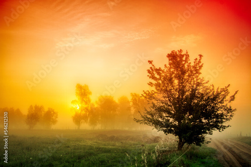 Landscape sunset in Narew river valley, Poland Europe, foggy misty meadows with willow trees, spring time