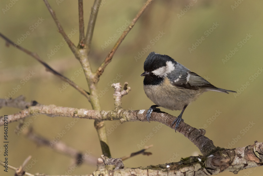 Bird in forest - Coal tit Periparus ater, wildlife Poland europe Bird in forest - Coal tit Periparus ater, wildlife Poland europe