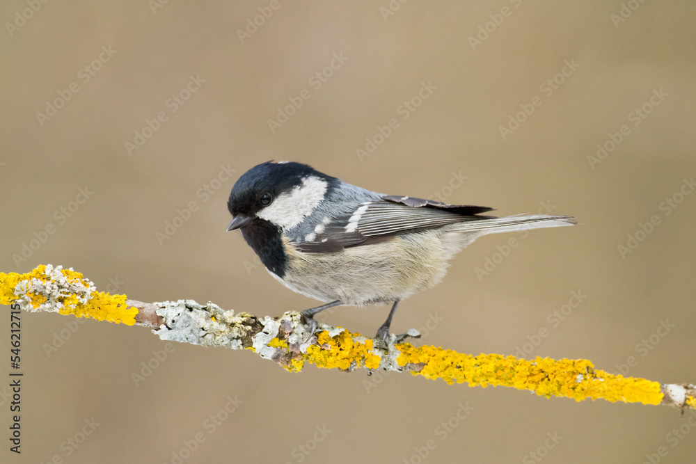 Bird in forest - Coal tit Periparus ater, wildlife Poland europe Bird in forest - Coal tit Periparus ater, wildlife Poland europe
