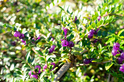 Evergreen Lonicera Pileata, Box Leaved Honeysuckle or Privet Honeysuckle Purple Berries photo