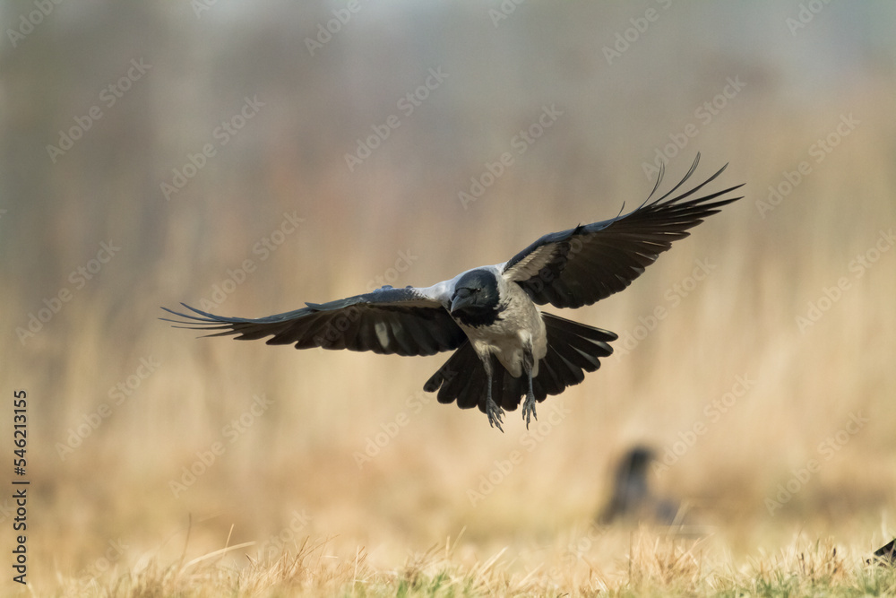 Fototapeta premium flying Bird - Hooded crow Corvus cornix in amazing warm background Poland Europe 