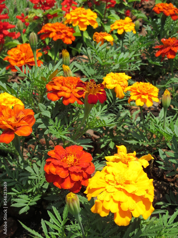 春の花壇に美しく咲き誇る、赤、オレンジ色、黄色が鮮やかなのマリーゴールドの花
