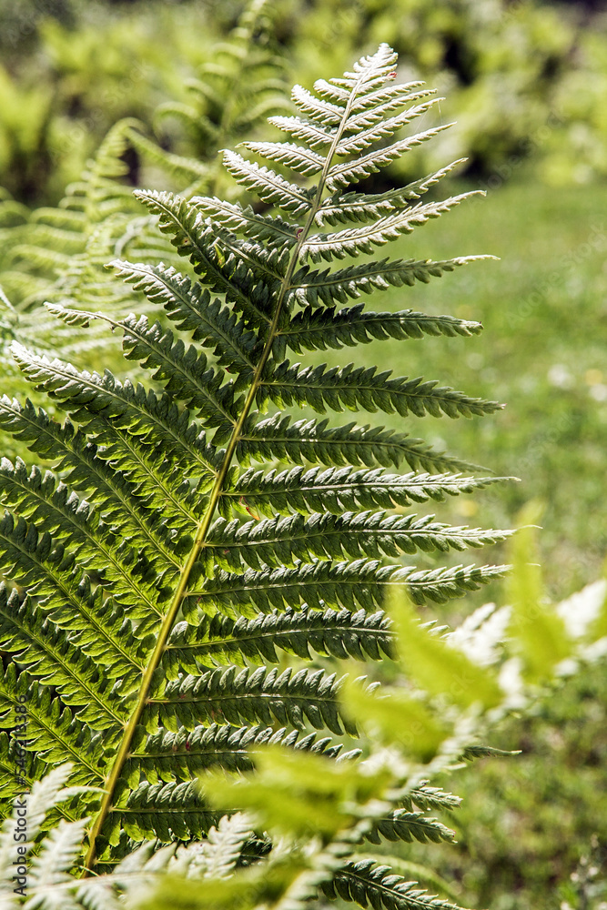 A large green fern in detail in the forest. A large green fern in detail in the forest.