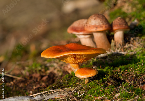 Autumn scene: two Scaly rustgills, in the background, vague, three Blushers