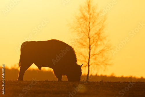 Fotografie, Obraz Mammals - wild nature European bison ( Bison bonasus ) Wisent herd standing on t