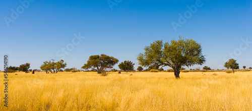Typical savanna landscape with yellow grass and isolated trees in the Kalahari desert in eastern Namibia