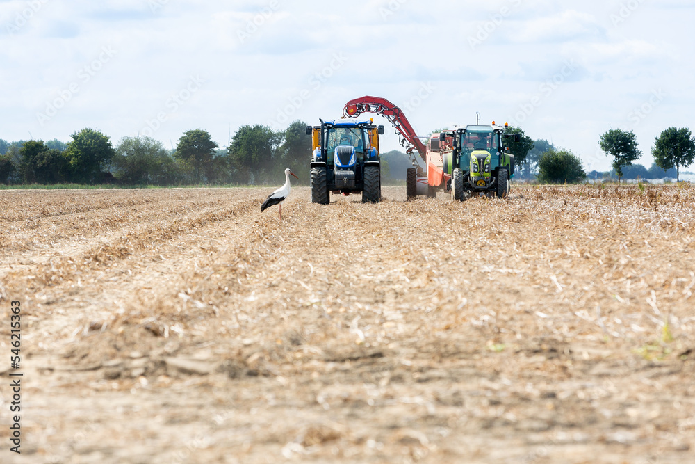 Fototapeta premium Stork watching over land as farmer is harvesting potatoes.