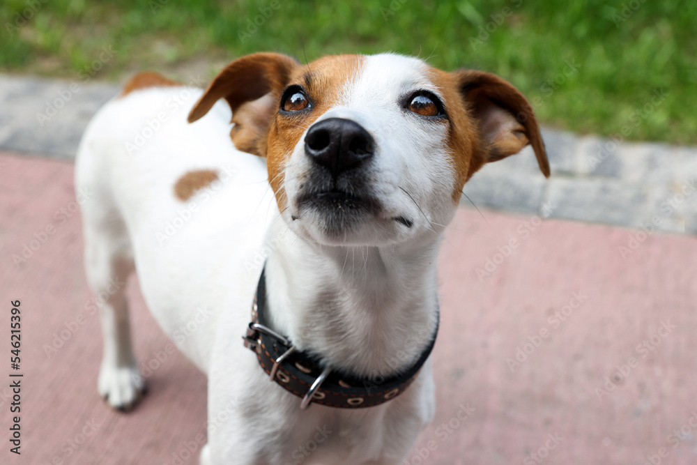 Beautiful Jack Russell Terrier in black leather dog collar outdoors