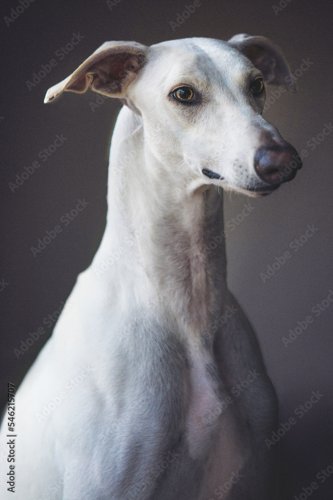 Greyhound portrait 