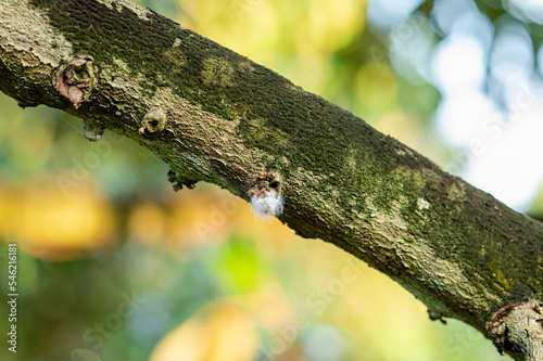 Cottony scale insect on durian branch