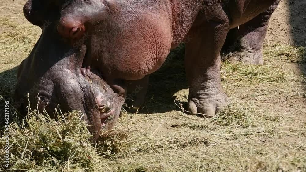 Hippopotamus (Hippopotamus amphibius) eating hay in captivity, close-up