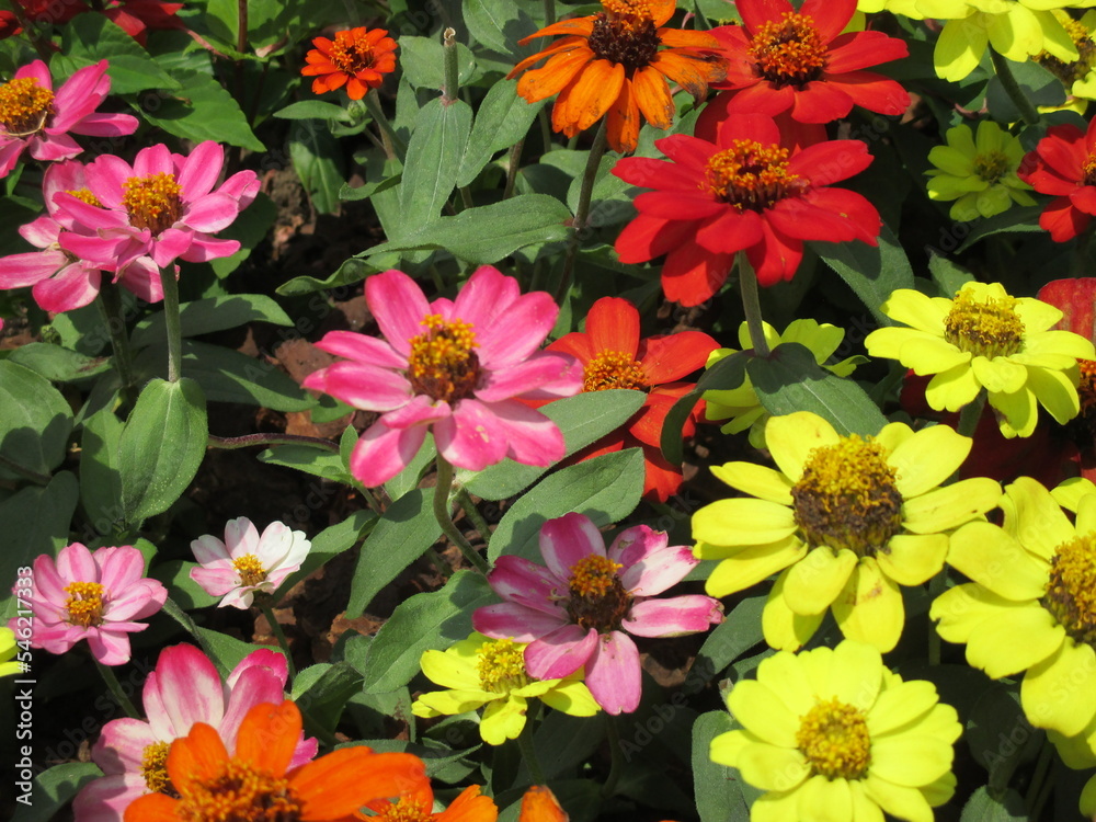 春の花壇に美しく咲き誇る、赤、ピンク、黄色が鮮やかなのジニアの花 春の花壇に美しく咲き誇る、赤、ピンク、黄色が鮮やかなのジニアの花