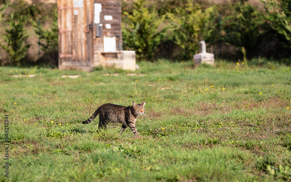 Obraz premium tabby cat in front of toilet hut