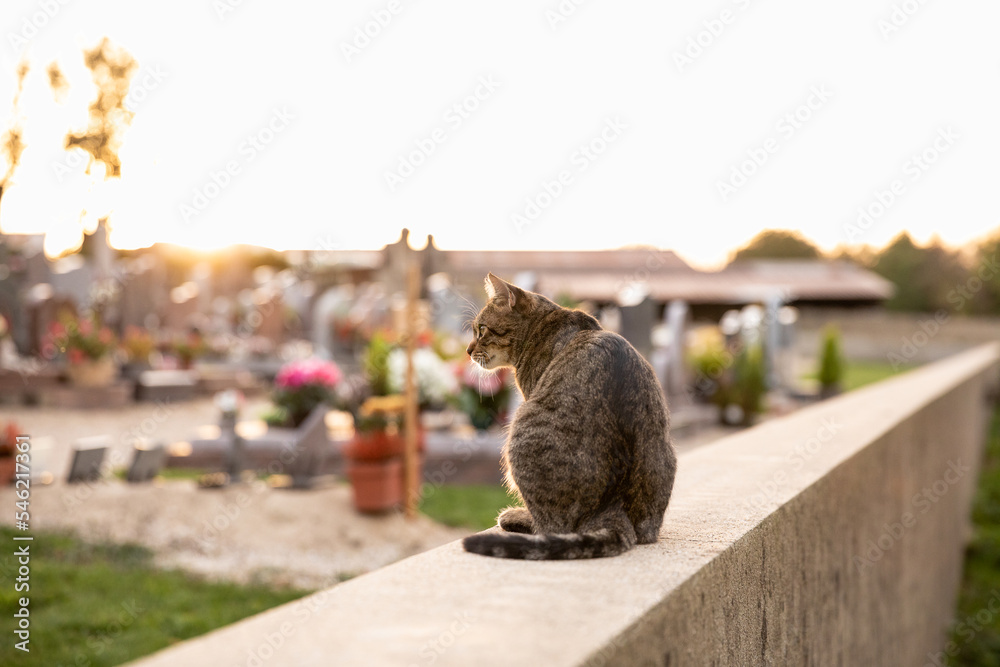 Obraz premium tabby cat on cemetery boundary wall against sunset