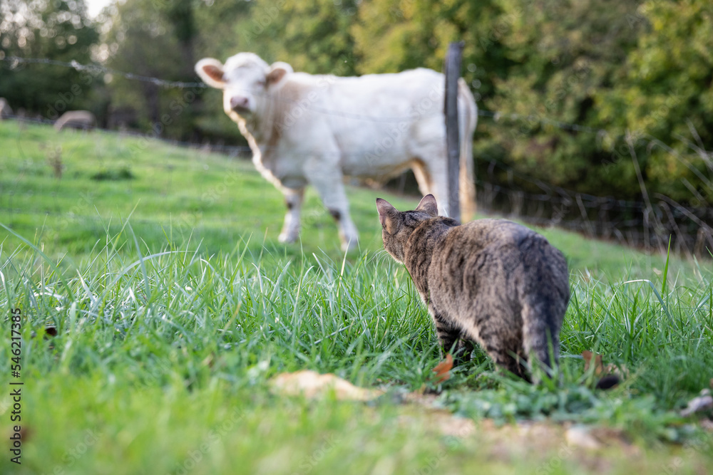 Obraz premium tabby cat stalking a white cow