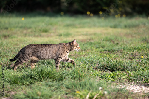 tabby cat roaming a meadow