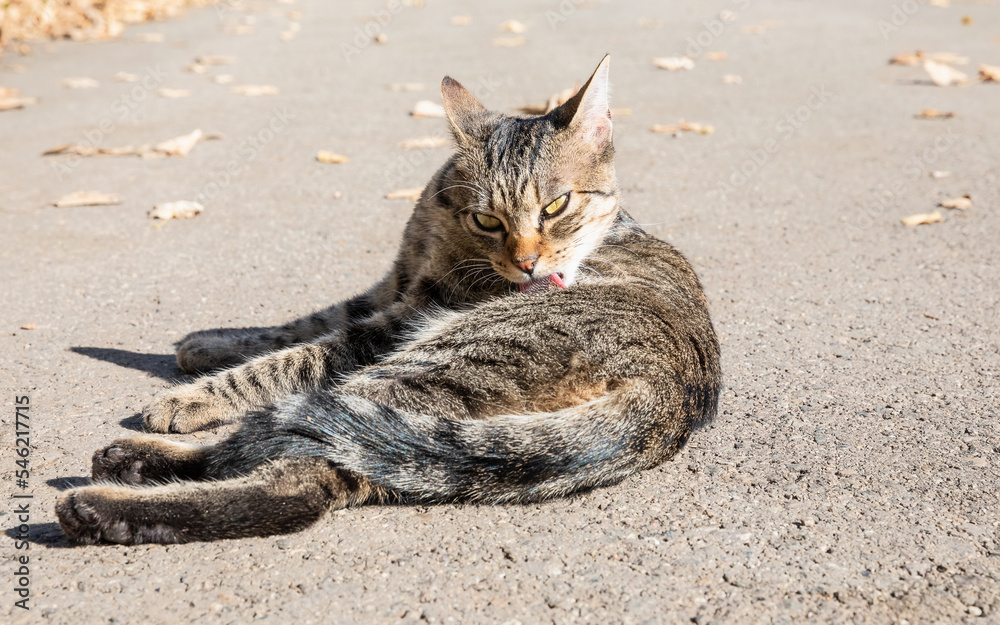 tabby cat cleaning herself on tarmac tabby cat cleaning herself on tarmac
