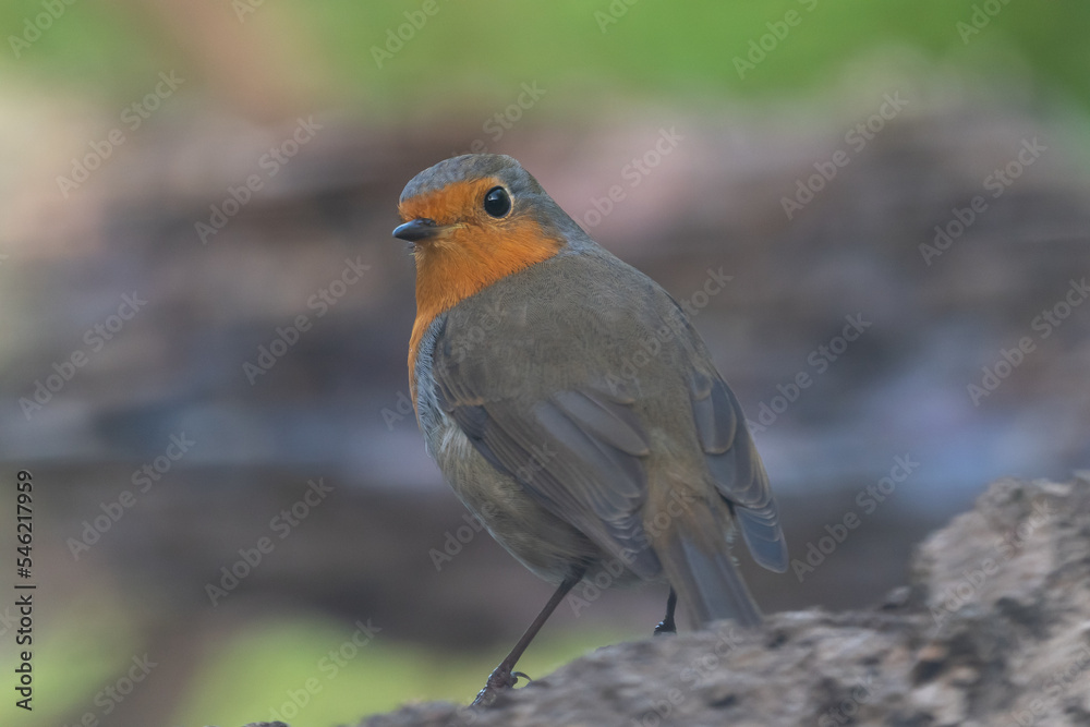 Fototapeta premium Beautiful close portrait of European Robin on its back with its head turned towards camera on a log, near Cordoba, Andalusia, Spain