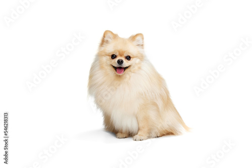 One beautiful fluffy pomeranian spitz posing isolated on white background. Concept of breed domestic animal. health, care, vet.