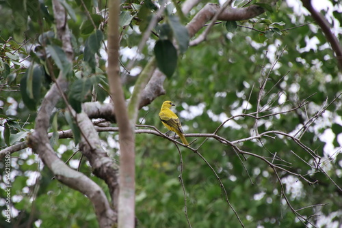 Black naped Oriole Juvenille on a branch photo