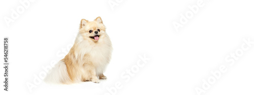 Little purebred dog, cream color pomeranian Spitz dog isoltaed over white studio background. Pet look happy, groomed and calm. Care, fashion, animal and ad photo