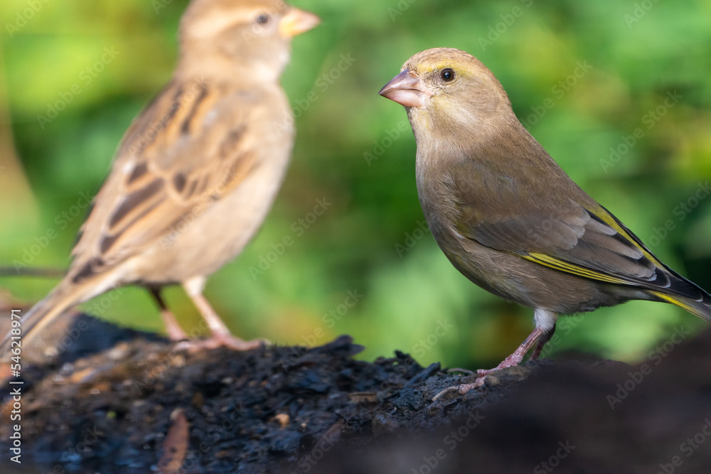 Beautiful portrait of a house sparrow with yellow and brown plumage on a trunk with leaves and moss, near Cordoba, Andalusia, Spain Beautiful portrait of a house sparrow with yellow and brown plumage on a trunk with leaves and moss, near Cordoba, Andalusia, Spain