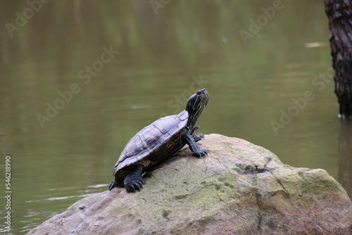 Red eared slider on a rock