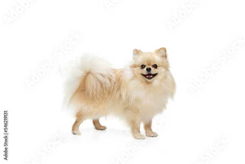 Wallpaper Mural Cute small sand color pomeranian Spitz, doggy or pet posing isolated over white background. Concept of motion, action, movement, pets love. Looks happy, funny Torontodigital.ca