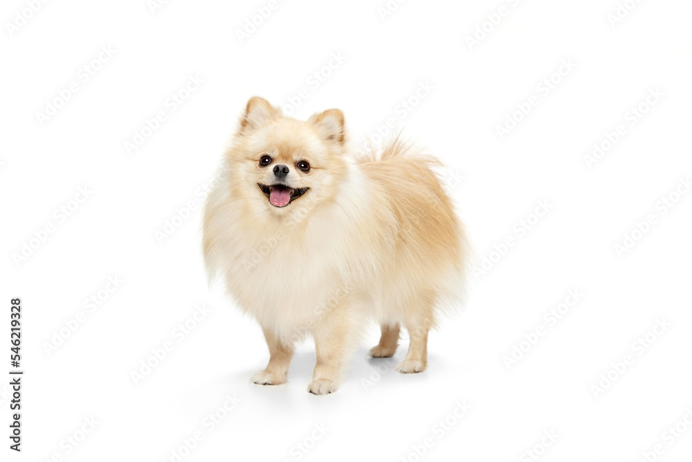 One beautiful fluffy pomeranian spitz looking up isolated on white background. Concept of breed domestic animal. health, care, vet.