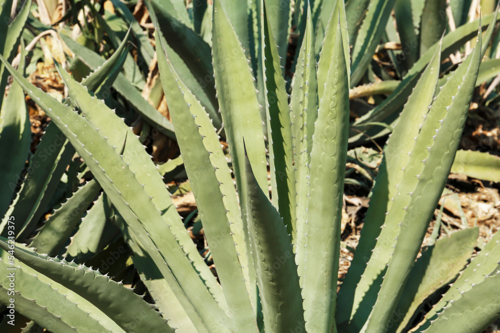 Fototapeta premium Closeup view of beautiful Agave leaves. Exotic plant