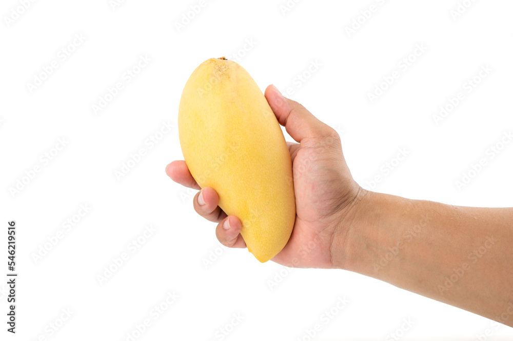 Yellow ripe mango on hand isolated on white background, fresh ripe mango fruit, sweet, juicy, delicious taste. Yellow ripe mango on hand isolated on white background, fresh ripe mango fruit, sweet, juicy, delicious taste.