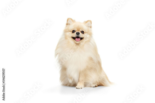 Little purebred dog, cream color pomeranian Spitz dog isoltaed over white studio background. Pet look happy, groomed and calm. Care, fashion, animal and ad