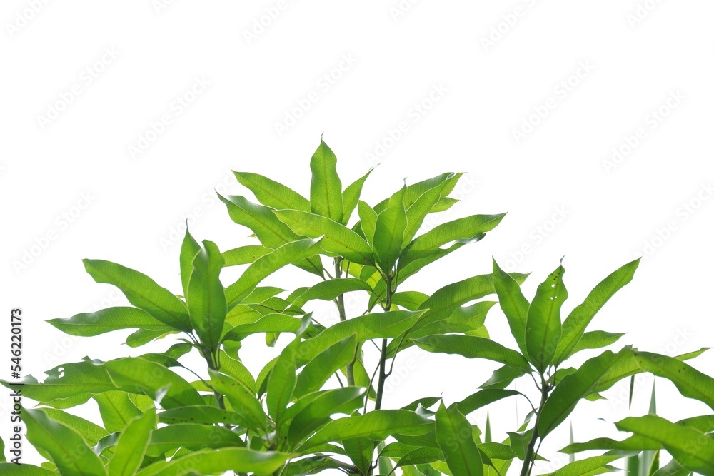 Tropical mango tree with leaves and branches on white isolated background for green foliage Tropical mango tree with leaves and branches on white isolated background for green foliage