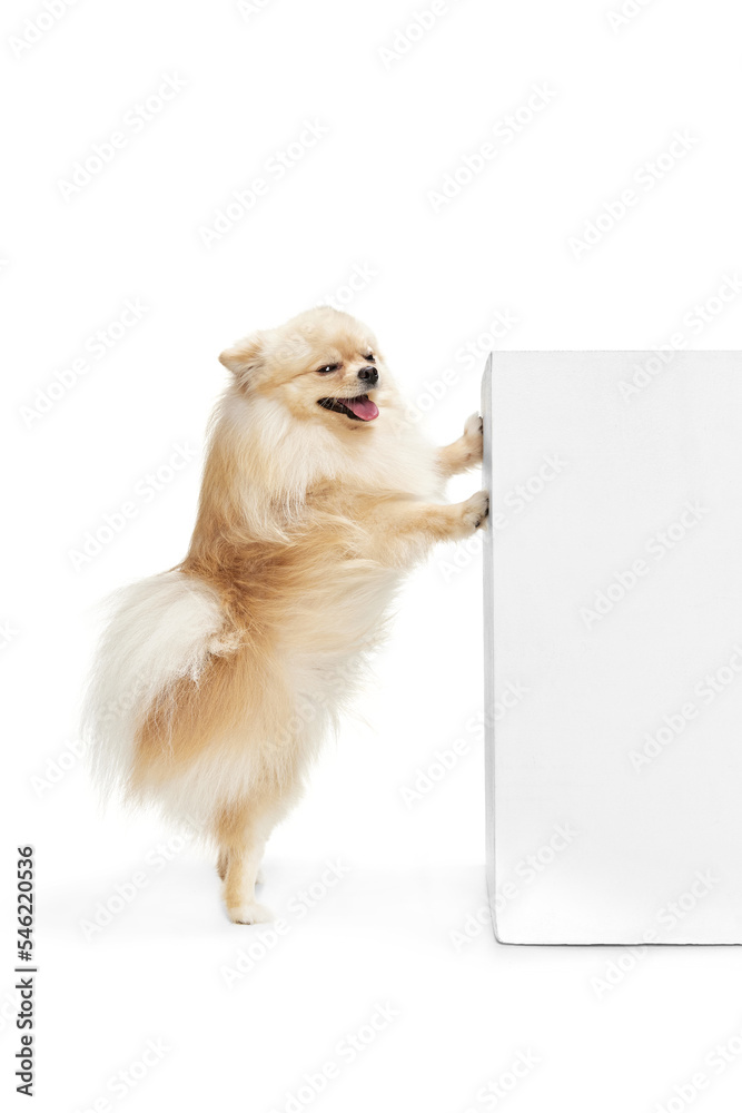 Fotografie Playful companion