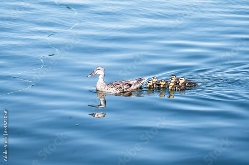Kleine Enten Familie