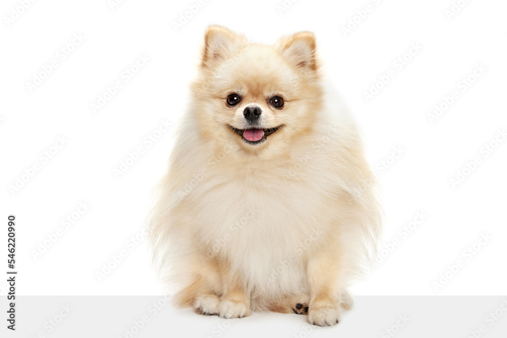 Closeup face of charming fluffy pomeranian spitz isolated on white background. Concept of breed domestic animal. health care, vet. Closeup face of charming fluffy pomeranian spitz isolated on white background. Concept of breed domestic animal. health care, vet.