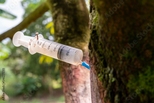 Durian needle planting at the trunk to prevent and treat phytophthora fungus or root rot disease, the mixture contains phosphonic acid and distilled water at a ratio of 1:1, with copy space photo